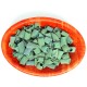 MACCHERONI DE ESPIRULINA