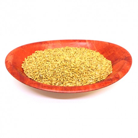 GRANO AVENA