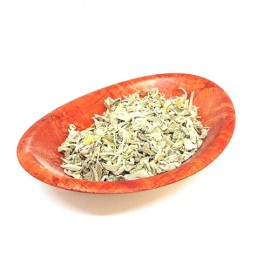 SALVIA