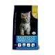 MATISSE KITTEN